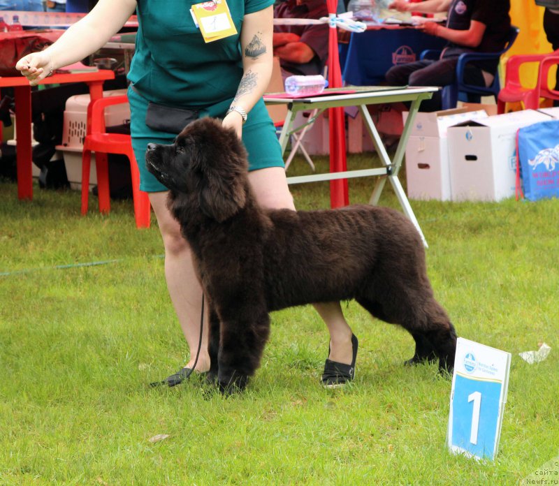 Фото: ньюфаундленд Brownblood MSK Lavy Neman (Браунблад MCК Лави Нэман)
