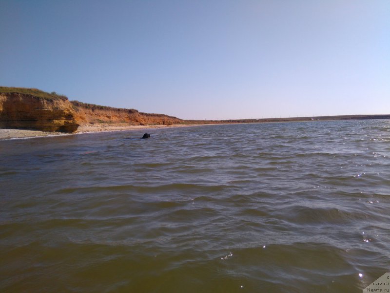 Фото: ньюфаундленд Aragon Goldi Rejn