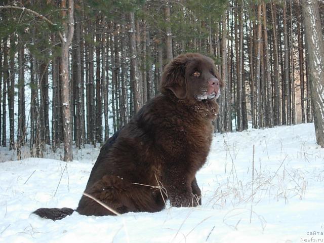 Фото: ньюфаундленд Konfuciy (Конфуций)