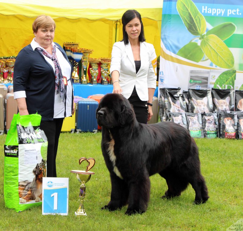 Фото: ньюфаундленд Corporevaill Dom Perignon