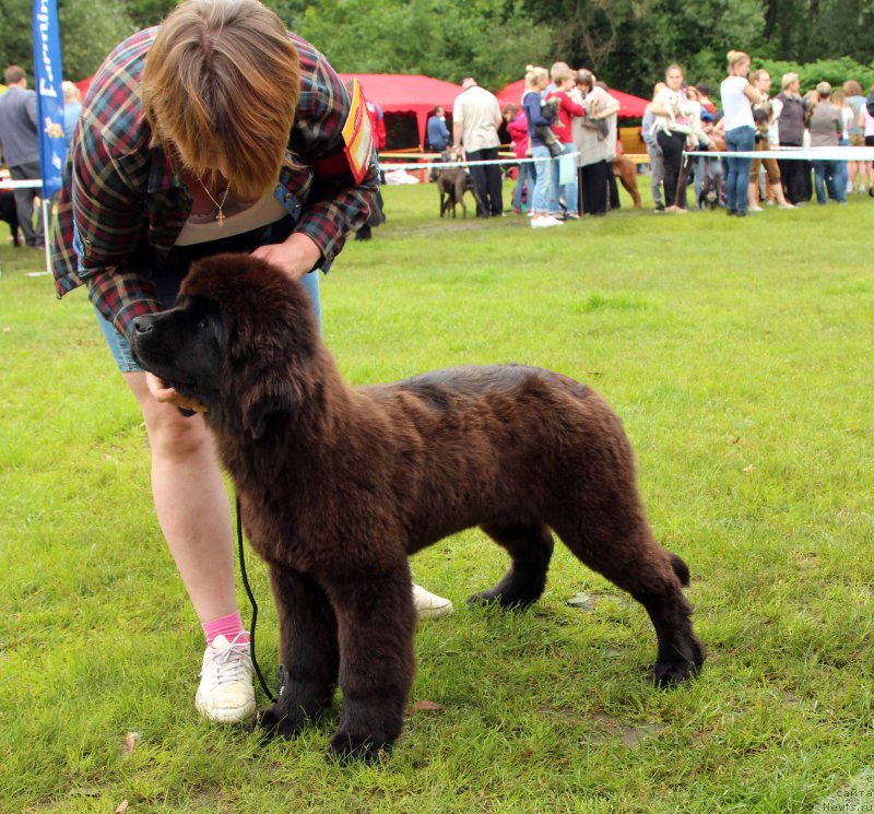 Фото: ньюфаундленд Terra Victoria Germon Louise (Терра Виктория Жермон Луиза)
