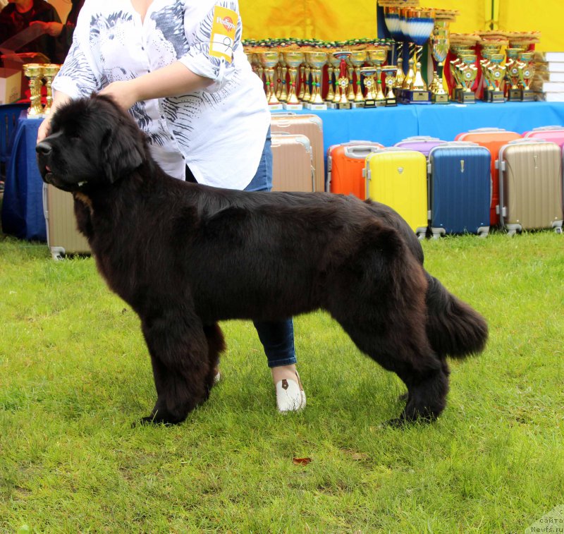 Фото: ньюфаундленд Corporevaill Dear Heart