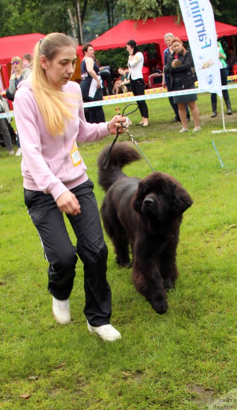 Фото: ньюфаундленд Zimushka Zima iz Unikalnoy Kollektsii (Зимушка Зима из Уникальной Коллекции)