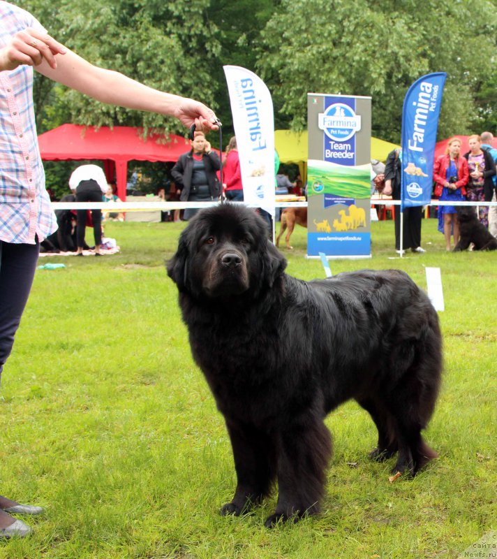 Фото: ньюфаундленд Podvodnaya Odisseya Medeya (Подводная Одиссея Медея)