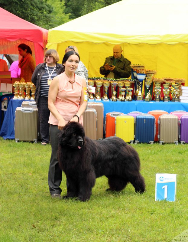 Фото: ньюфаундленд Angelo Orso Benedetta Millisenta (Анджело Орсо Бенедетта Миллисента)