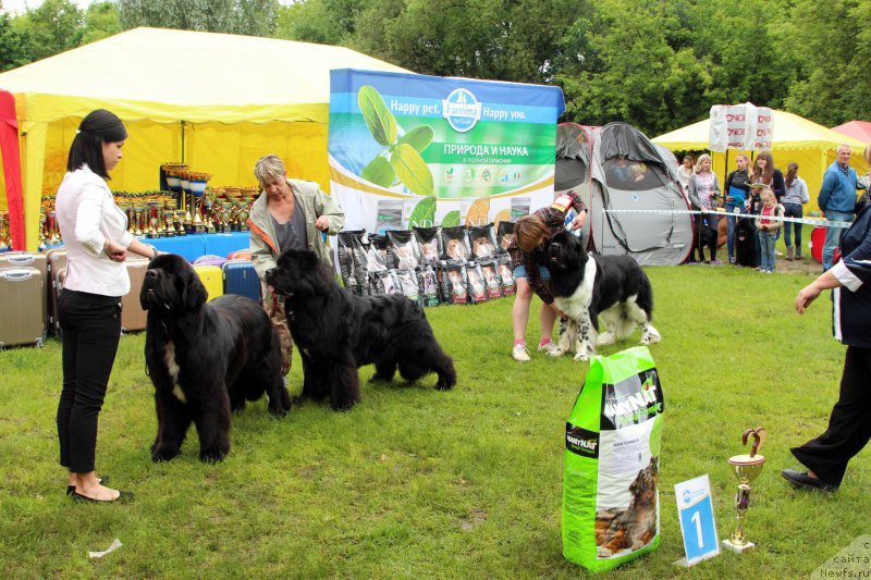 Фото: ньюфаундленд Corporevaill Dom Perignon, ньюфаундленд Bridge Over Troubled River (Бридж Овер Траблд Ривер), ньюфаундленд Angels Keeper Nibelung (Энджелс Кипер Нибелунг)