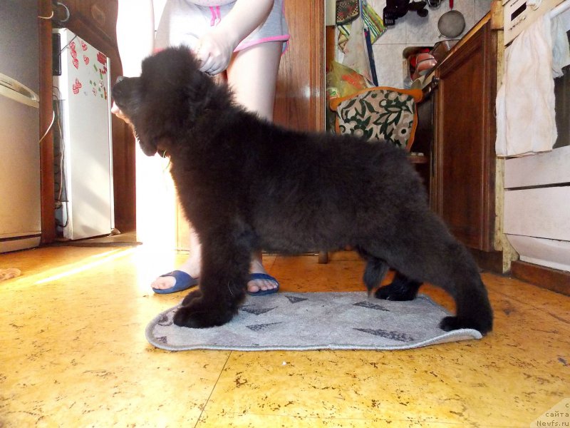 Фото: ньюфаундленд Terra Viktoriya Kiper of Taym (Терра Виктория Кипер оф Тайм)