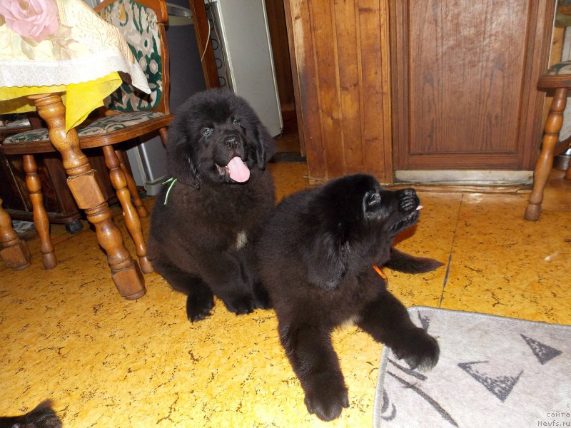 Фотография № 226960