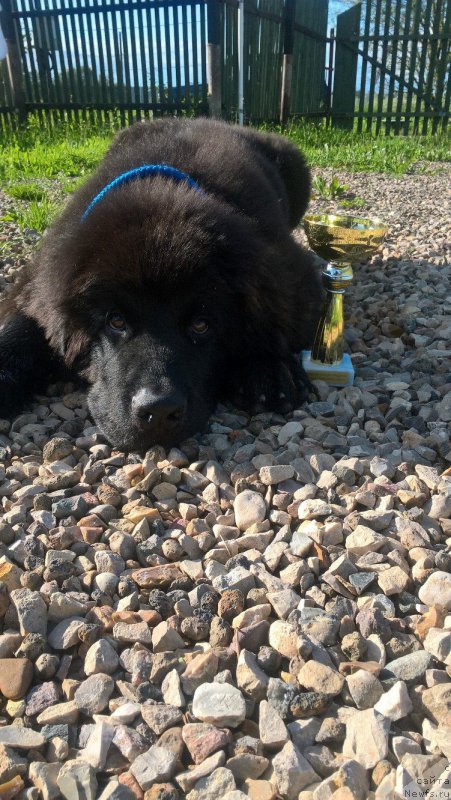 Фото: ньюфаундленд Ideal Taste of Victory (Идеал Тейст оф Виктори)