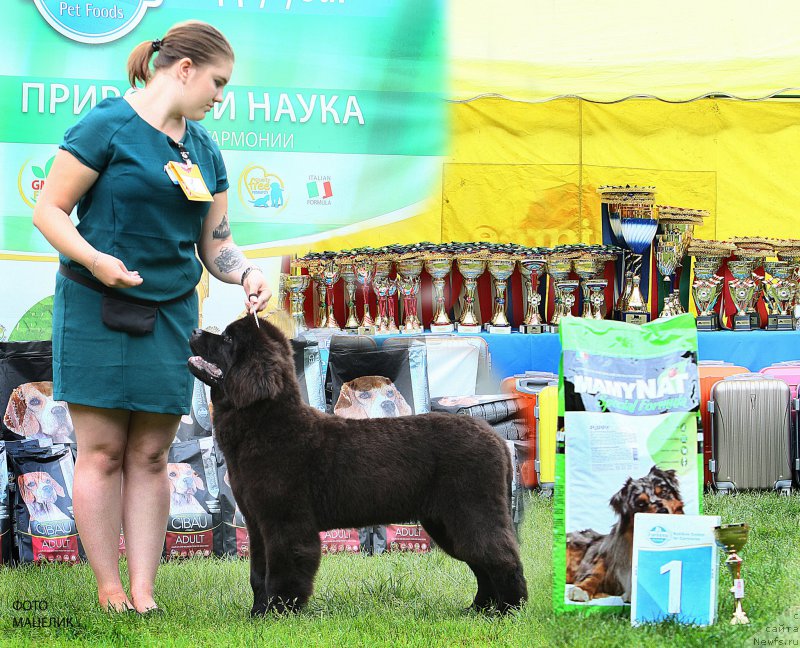 Фото: ньюфаундленд Brownblood MSK Lavy Neman (Браунблад MCК Лави Нэман)