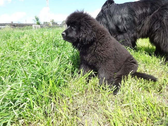 Фото: ньюфаундленд N'yufort Laveran (Ньюфорт Лаверан)