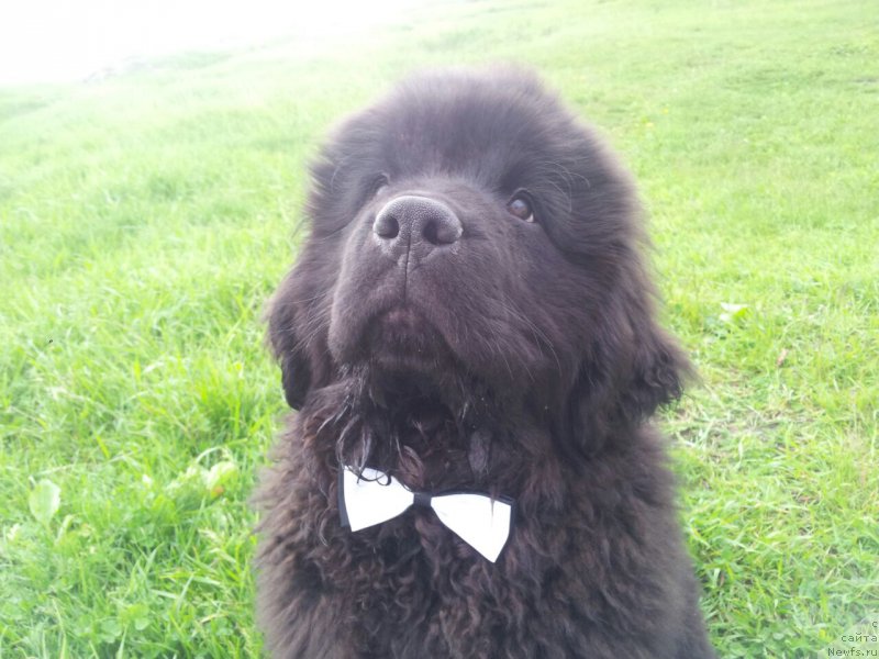 Фото: ньюфаундленд N'yufort Leonardo (Ньюфорт Леонардо)