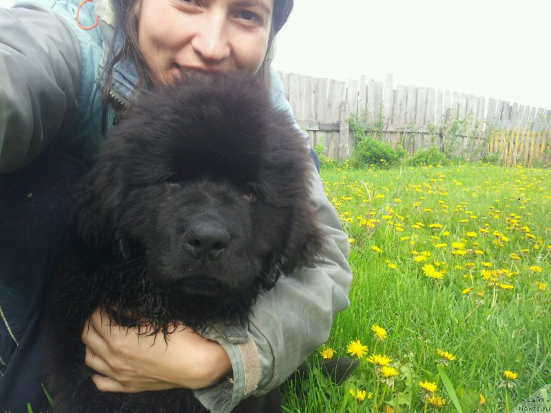 Фото: ньюфаундленд N'yufort Leonardo (Ньюфорт Леонардо)