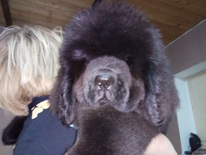 Фото: ньюфаундленд N'yufort Landau (Ньюфорт Ландау)