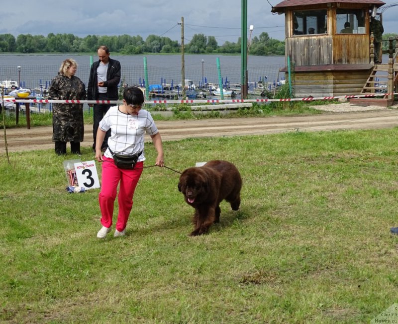 Фото: ньюфаундленд N'yufort Vivian (Ньюфорт Вивиан), Galiya Gizatullina (Галия Гизатуллина)