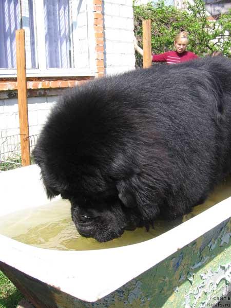 Фото: ньюфаундленд YOshi s Berega Dona (Ёши с Берега Дона)