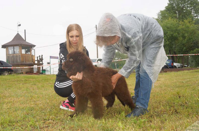 Фото: ньюфаундленд Braunblad MSK Daymond Maks (Браунблад МСК Даймонд Макс)