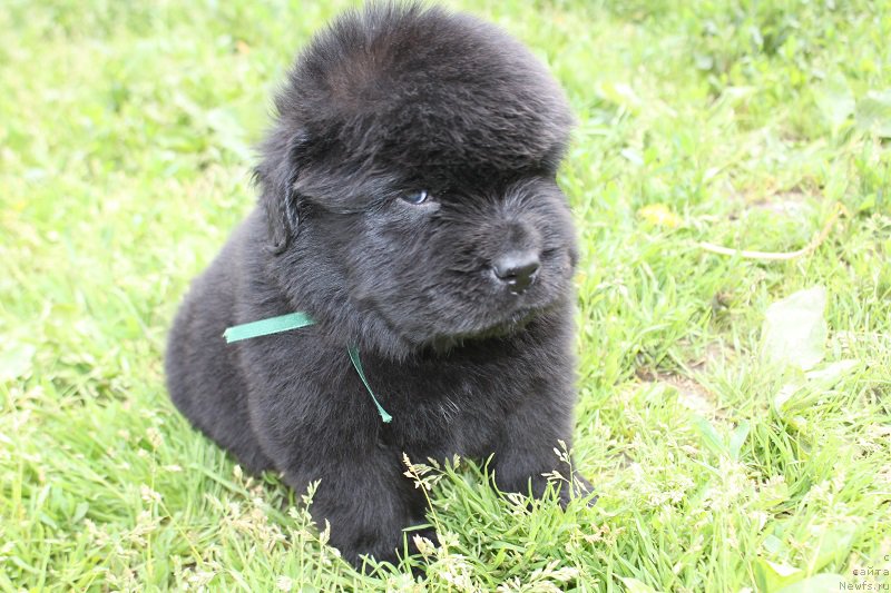 Фотография № 227049