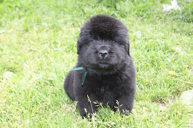 Фотография № 227050