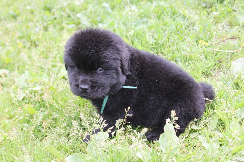 Фотография № 227051