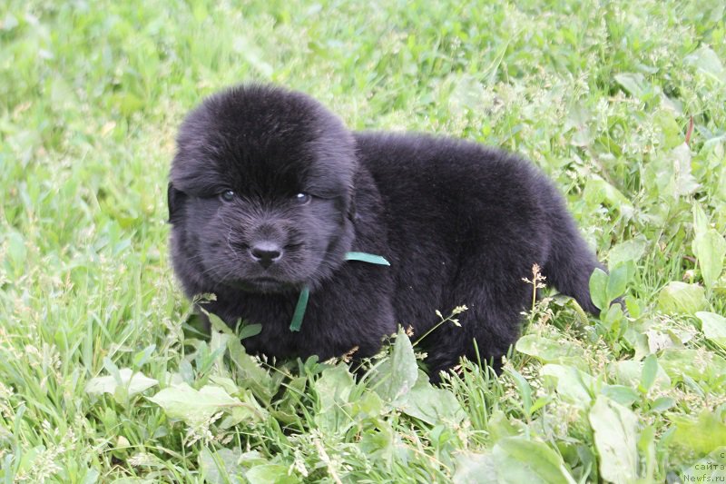 Фотография № 227052