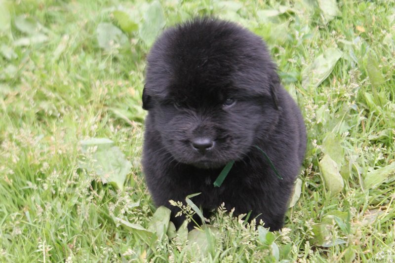Фото: ньюфаундленд Terra Viktoriya Leverano (Терра Виктория Леверано)