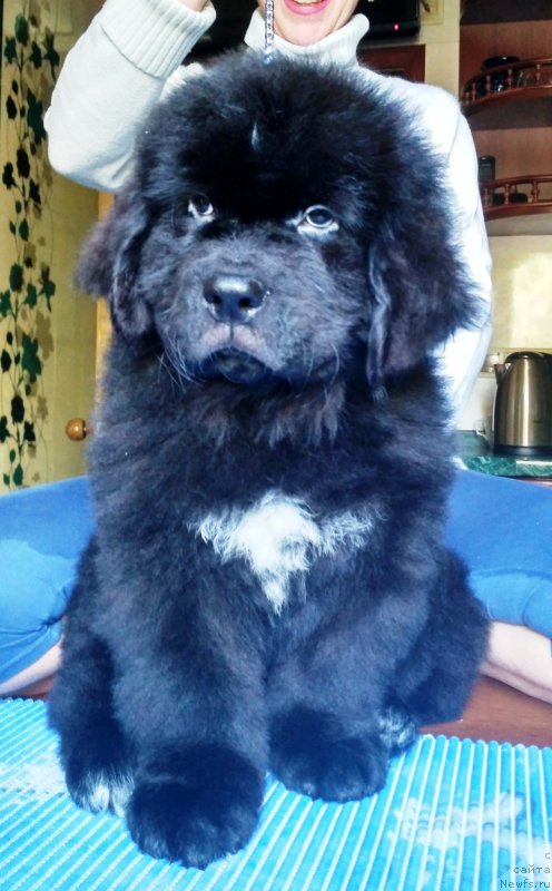 Фото: ньюфаундленд Velyke Malyatko Inteligent zi Svitu Tvaryn