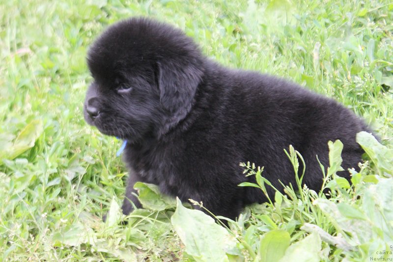 Фото: ньюфаундленд Terra Viktoriya Lago Madjore (Терра Виктория Лаго Маджоре)