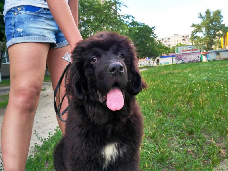 Фото: ньюфаундленд Velyke Malyatko Inteligent zi Svitu Tvaryn