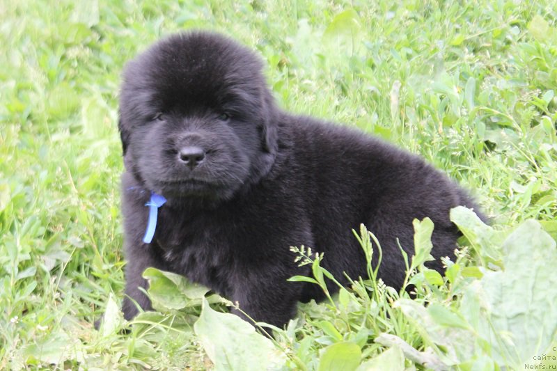 Фотография № 227065