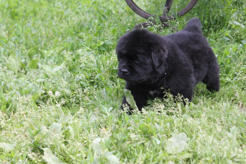 Фото: ньюфаундленд Terra Victoria Laterina (Терра Виктория Латерина)