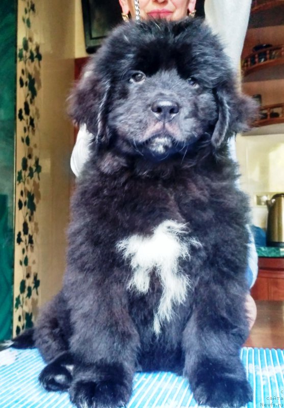 Фото: ньюфаундленд Velyke Malyatko Ispyt Vytrymav