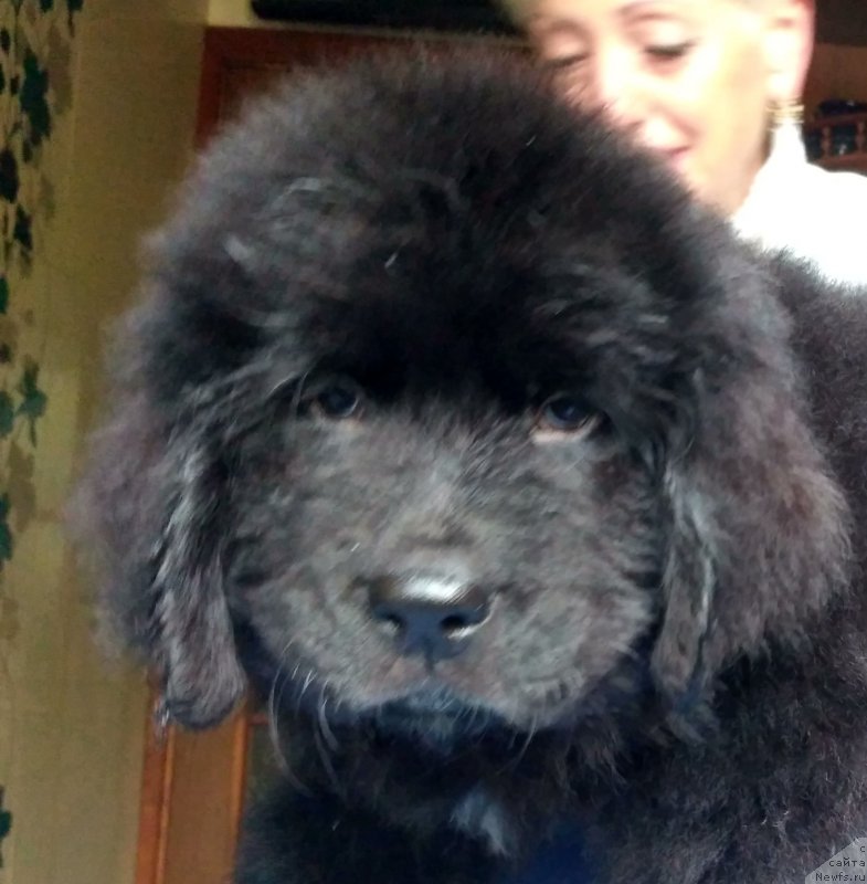 Фото: ньюфаундленд Velyke Malyatko Ispyt Vytrymav