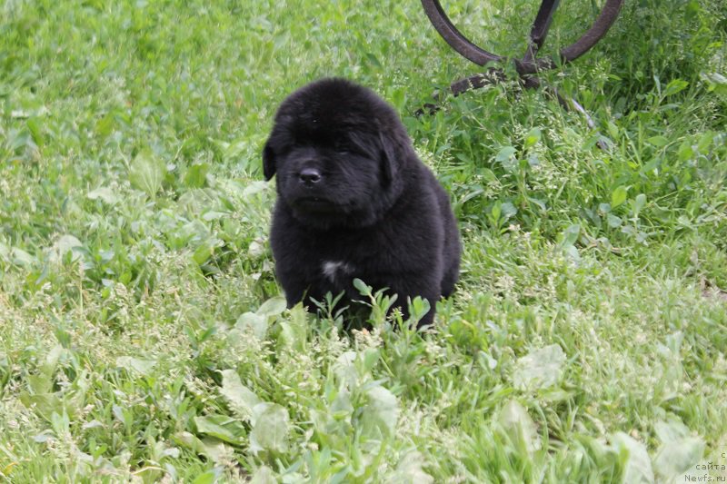 Фото: ньюфаундленд Terra Victoria Laterina (Терра Виктория Латерина)