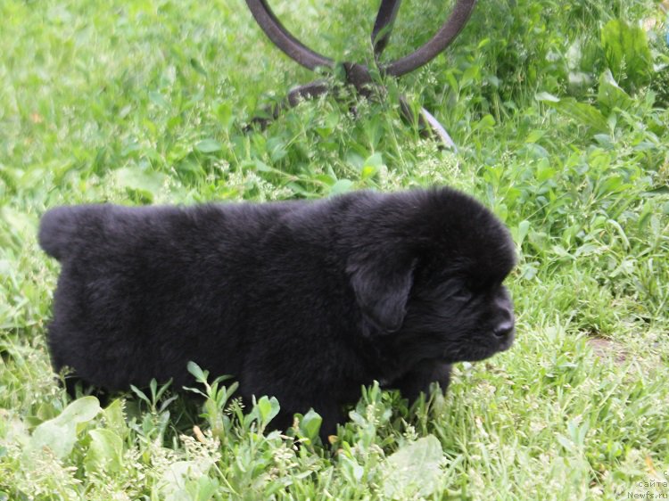 Фотография № 227074