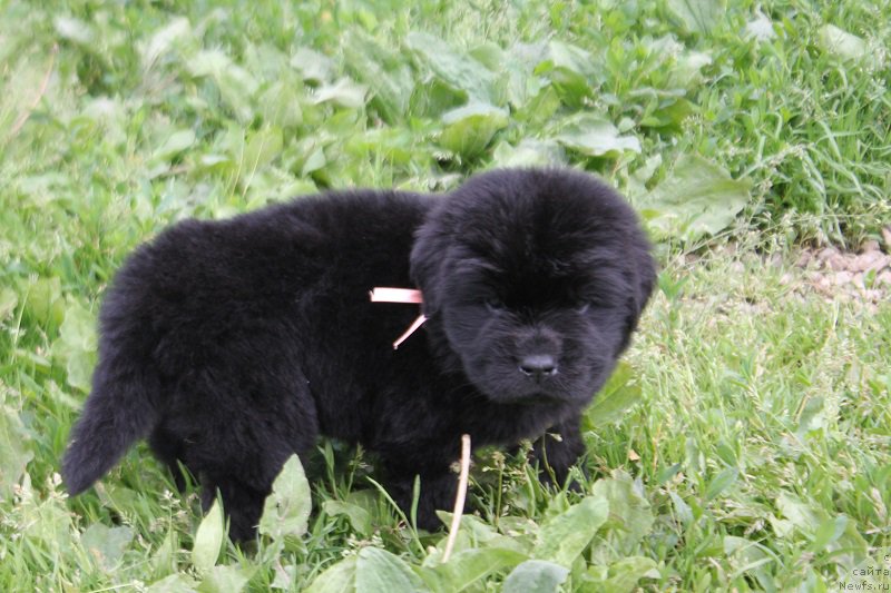 Фото: ньюфаундленд Terra Viktoriya Ladispoli (Терра Виктория Ладисполи)