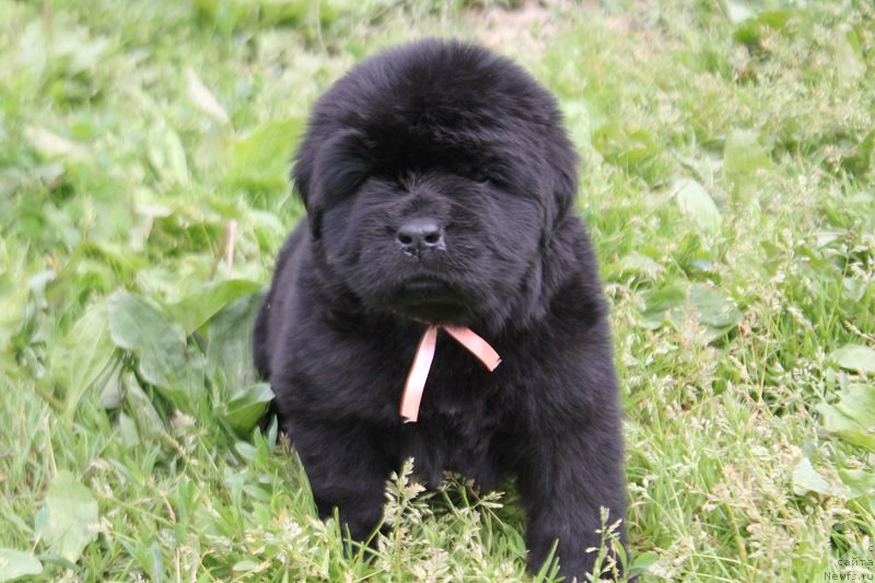 Фотография № 227077