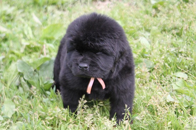 Фотография № 227078