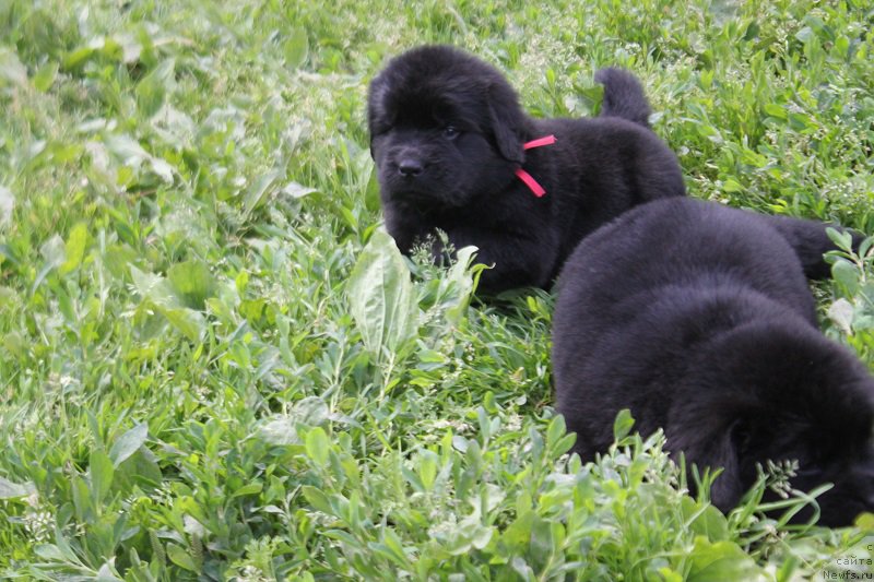 Фотография № 227083