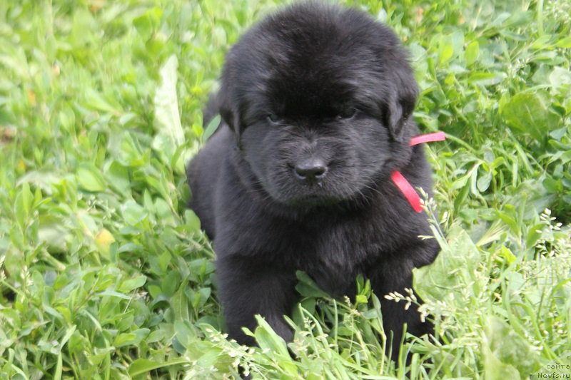 Фотография № 227085