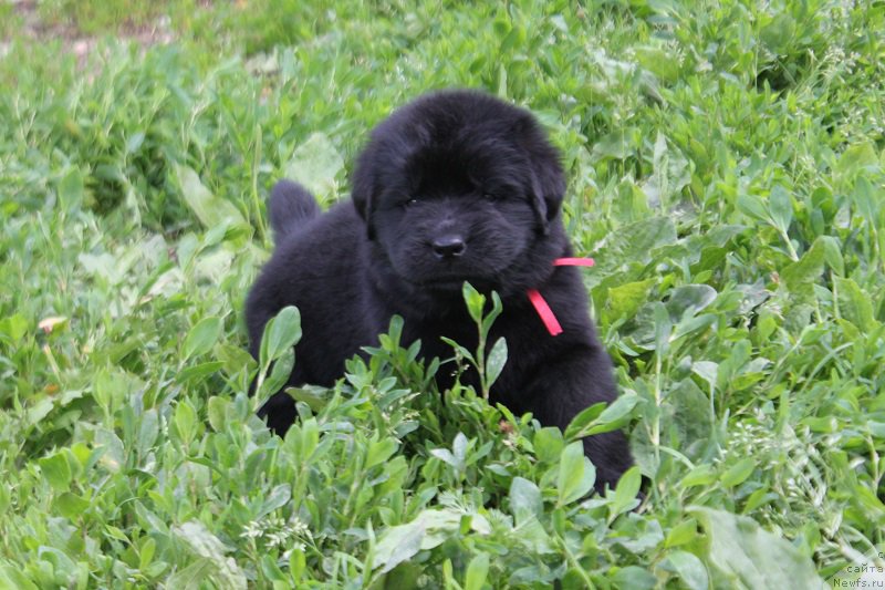 Фотография № 227086