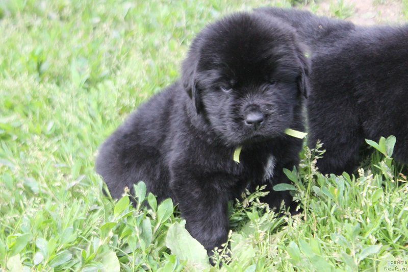 Фото: ньюфаундленд Terra Viktoriya Labota Roman'ola (Терра Виктория Лабота Романьола)