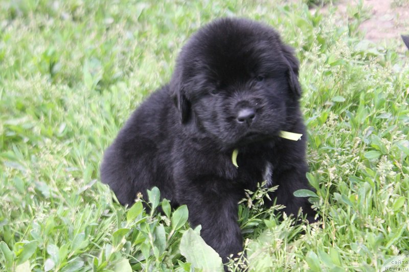 Фото: ньюфаундленд Terra Viktoriya Labota Roman'ola (Терра Виктория Лабота Романьола)