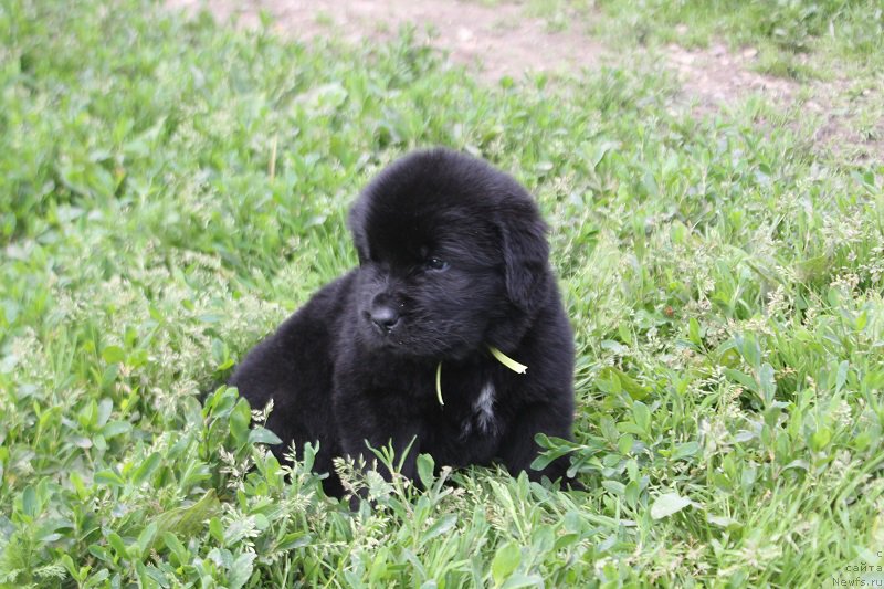 Фотография № 227093