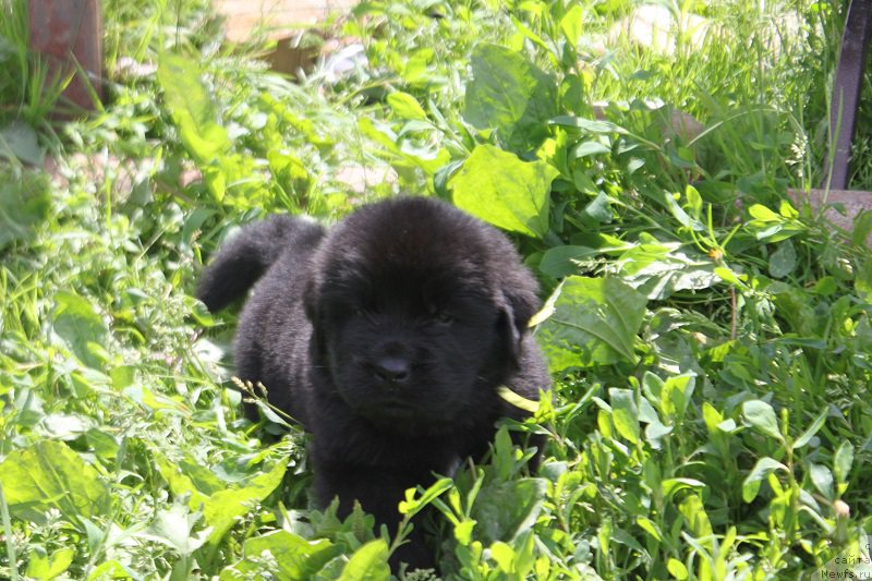 Фотография № 227094