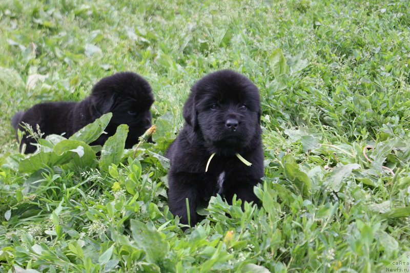 Фото: ньюфаундленд Terra Viktoriya Labota Roman'ola (Терра Виктория Лабота Романьола)