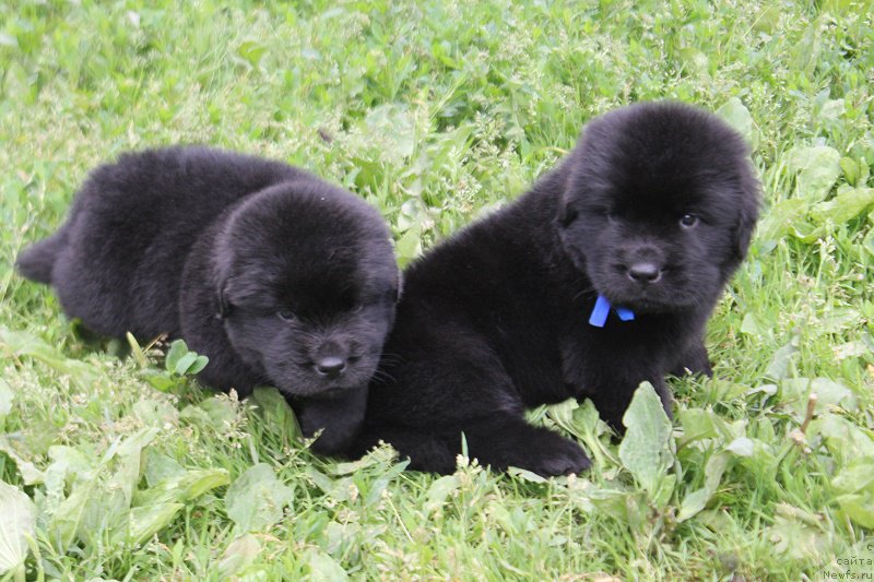 Фотография № 227097