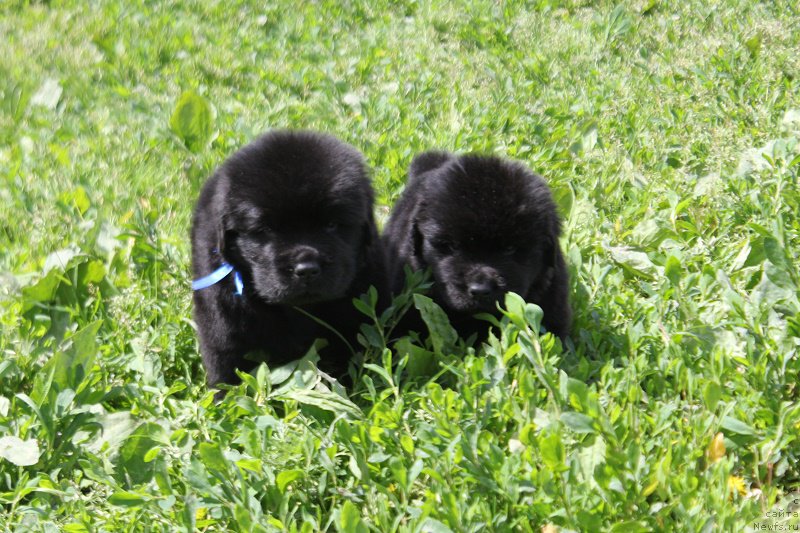 Фотография № 227098