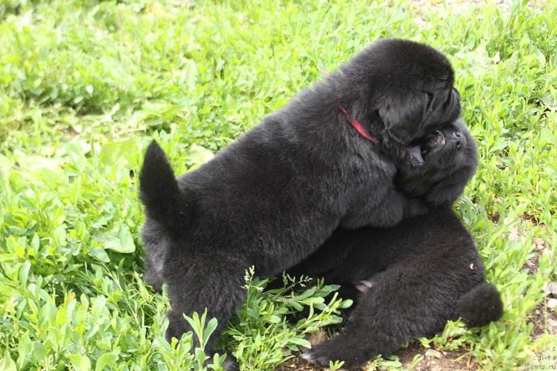 Фотография № 227100