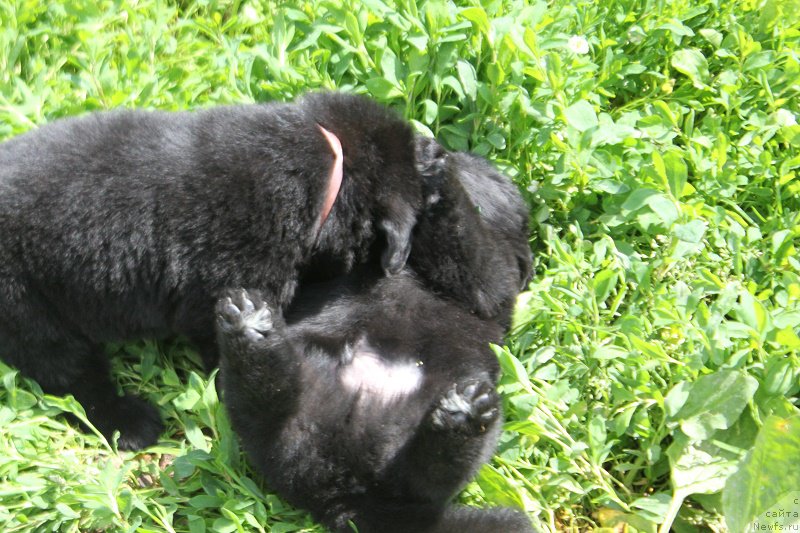 Фотография № 227101